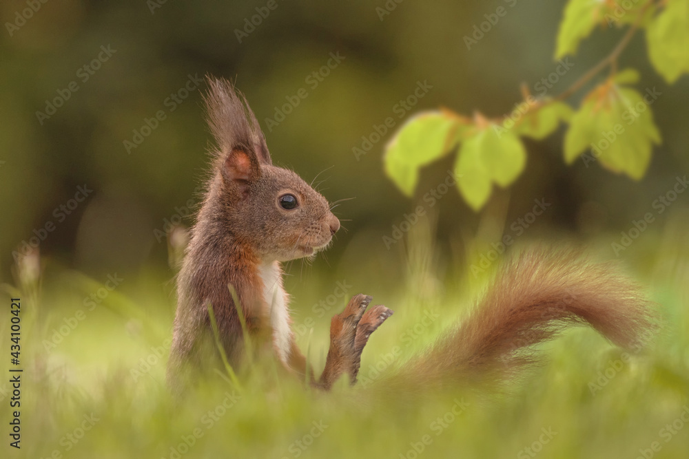 Eichhörnchen im Gras 