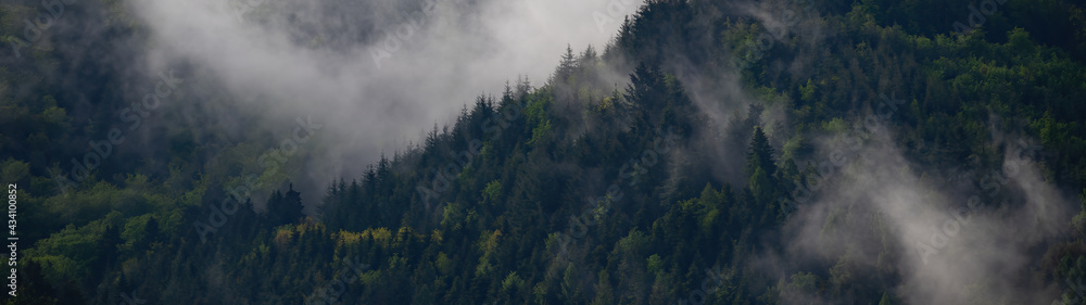 Black forest background banner - Moody forest landscape panorama with fog mist and fir trees in the foggy morning dawn