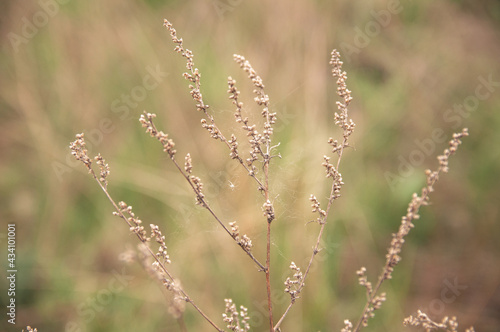 wild wildflowers on blurred background