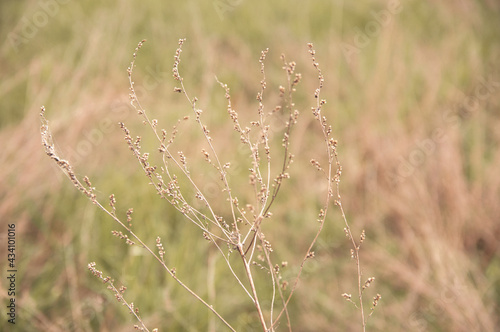 wild wildflowers on blurred background