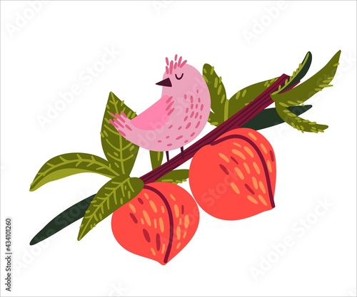 cute summer bird sitting on a branch with peaches doodle hand drawn style. design of children's clothing, postcards, screensavers. vector illustration isolated on white background
