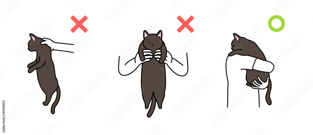 猫の抱き上げ方 良い例と悪い例 黒猫 Stock Vector | Adobe Stock