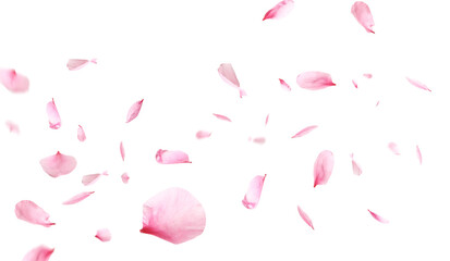 Beautiful sakura flower petals flying on white background. Banner design