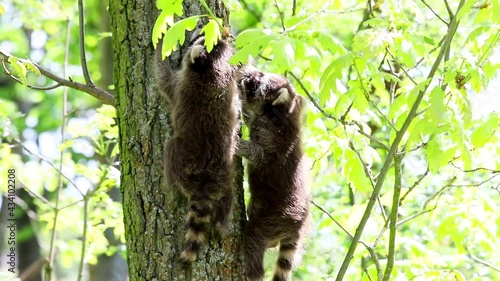 2 raccoon babies climb a tree together in their natural habitat