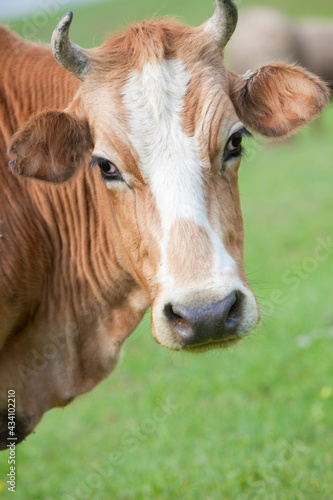 Cow © Retan