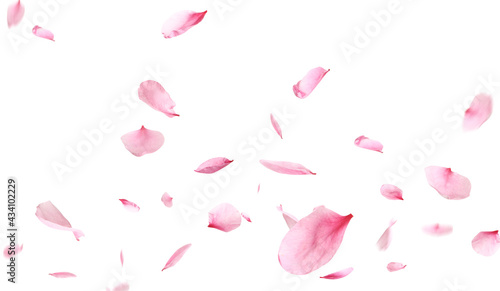 Obraz na plátně Beautiful sakura flower petals flying on white background