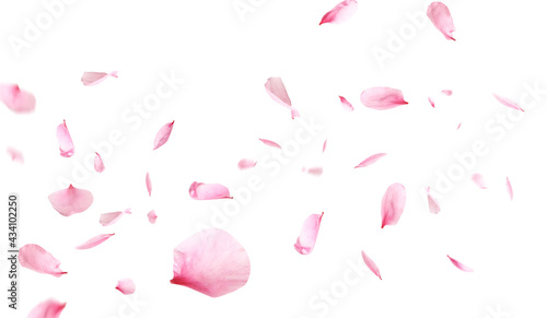Fényképezés Beautiful sakura flower petals flying on white background