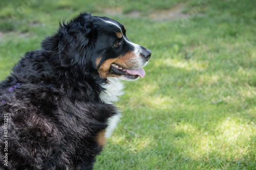 bernese mountain dog in the grass