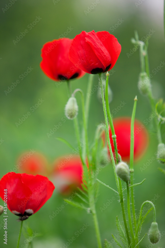 Obraz premium Poppy field