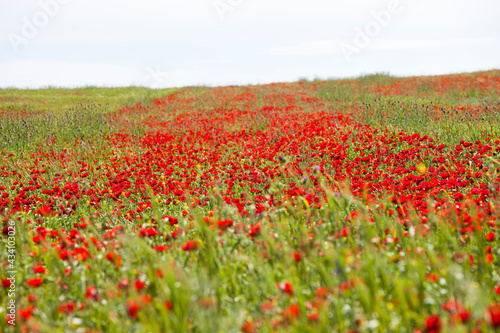 Poppy field