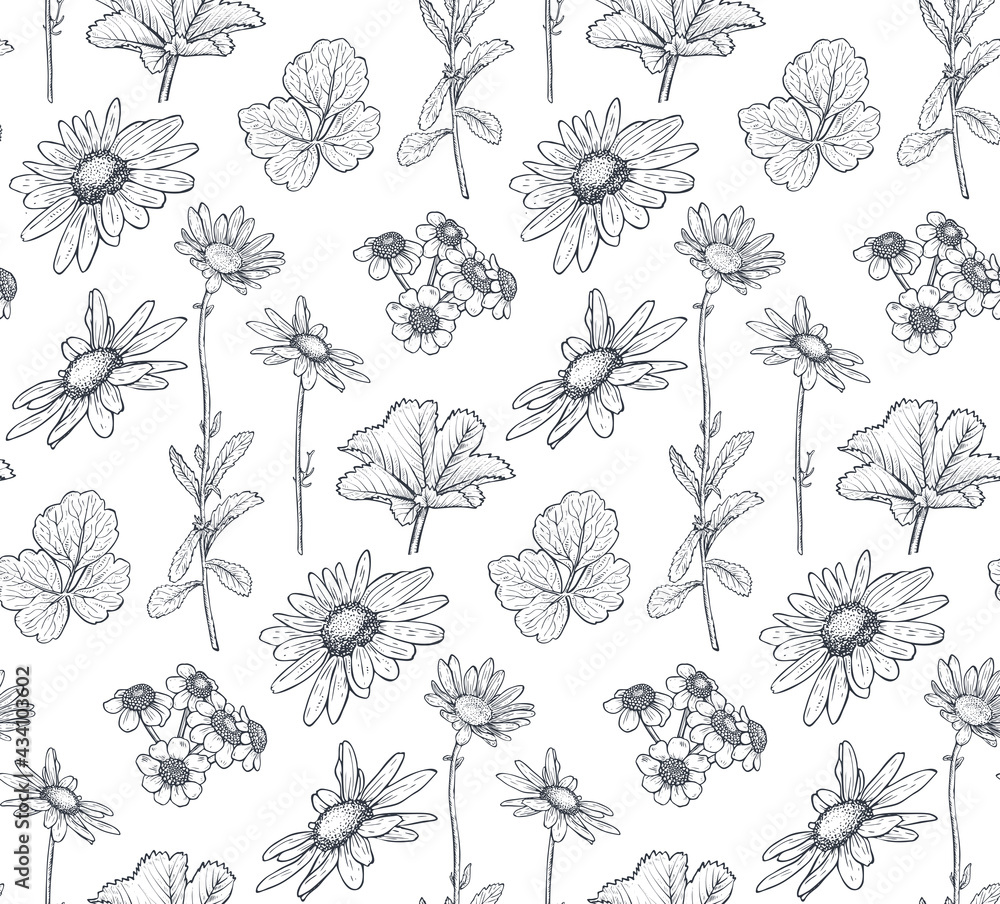 Vector seamless pattern with hand drawn herbs, chamomile flowers and wildflowers