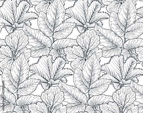 Vector seamless pattern with hand drawn herbs and leaves