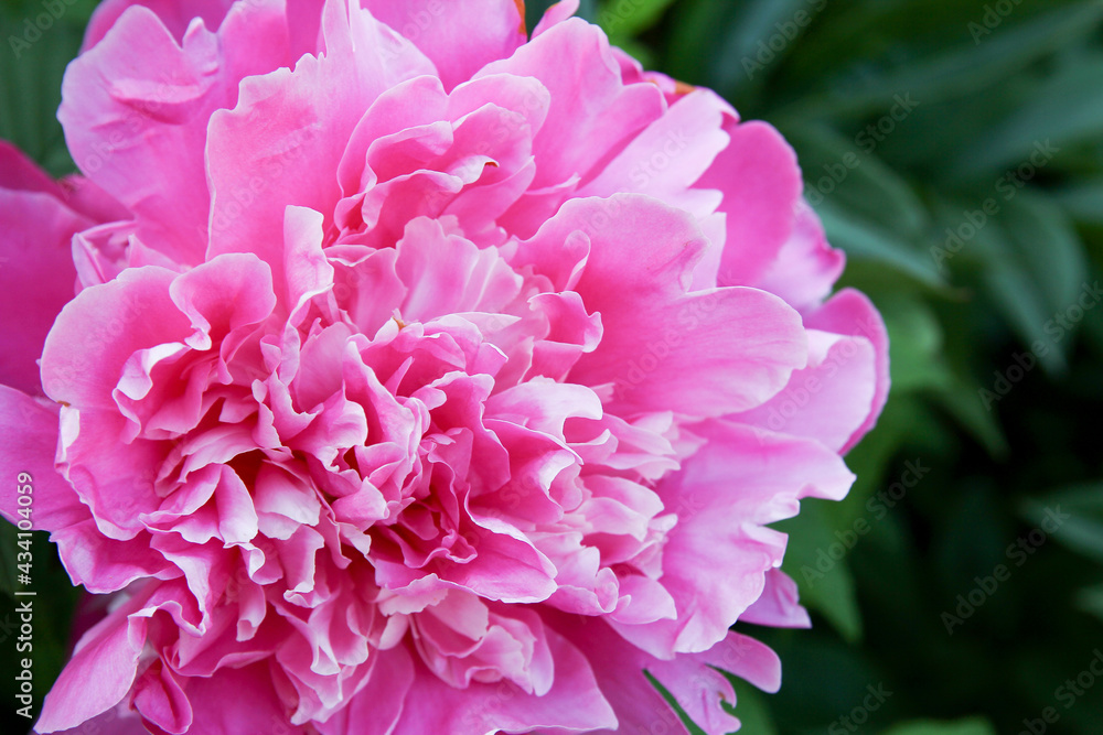 flower lilac peony flower lilac peony