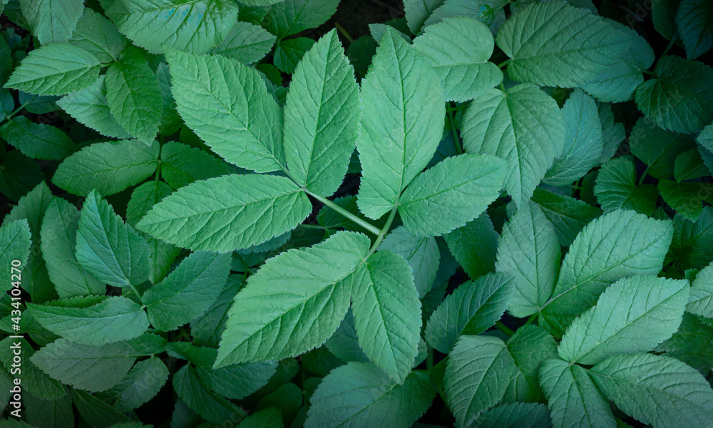 Creative background of dense green leaves. view from above. Close-up Creative background of dense green leaves. view from above. Close-up