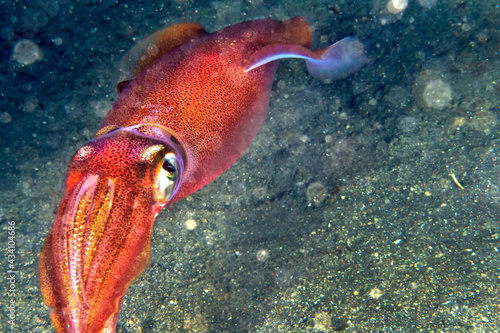 Reef Squid, Lembeh, North Sulawesi, Indonesia, Asia © Al Carrera