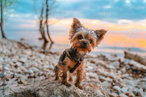 A York breed dog stands on a rock on the riverbank in the sunset