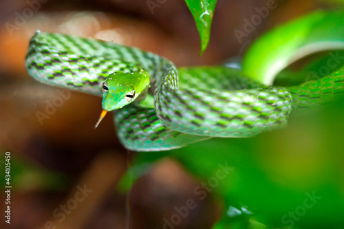 Green Vine Snake, Long-nosed Whip Snake, Ahaetulla nasuta, Sinharaja National Park Rain Forest, World Heritage Site, UNESCO, Bioreserve, Sri Lanka, Asia. © Al Carrera