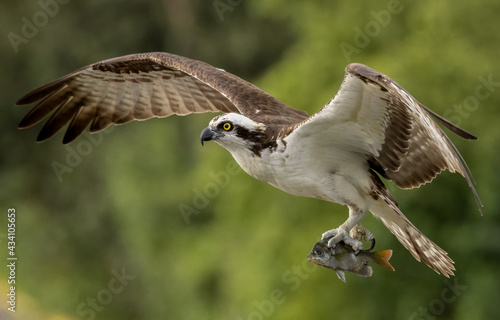 Wall Mural Osprey with a fish in Florida