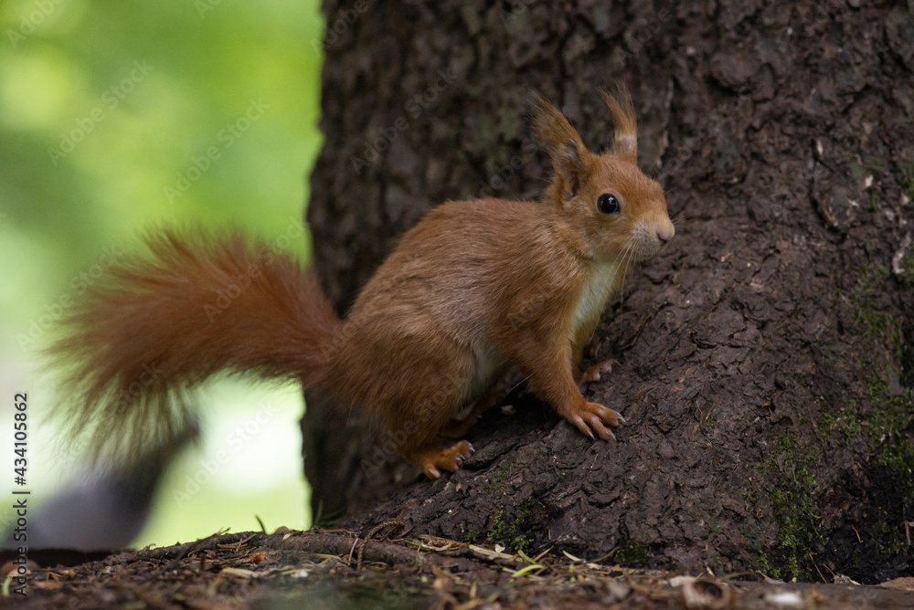 scoiattolo rosso a rischio sulla base di un albero