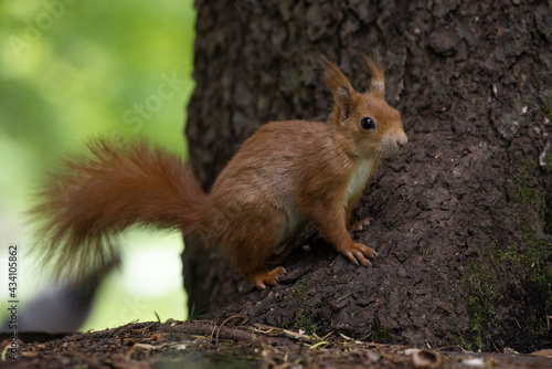 scoiattolo rosso a rischio sulla base di un albero © Marco