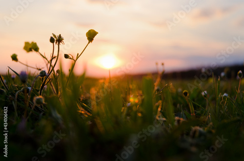 Background of the blooming flowers in the grass at Adriatic seaside in sunset, sunrise light close up. Natural summer backgrounds. 