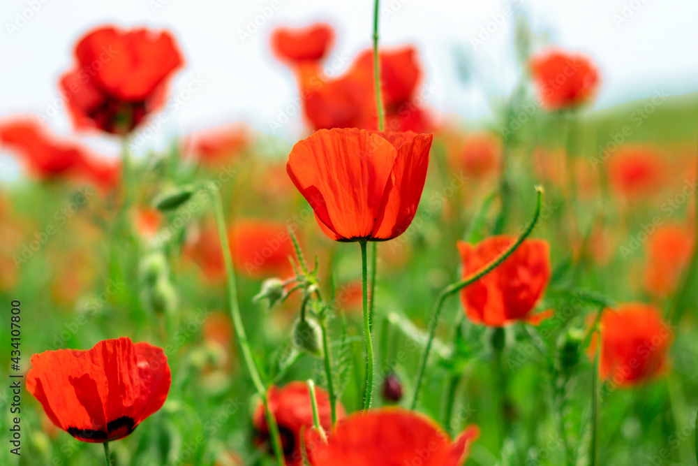 poppy field bottom view summer concept poppy field bottom view summer concept