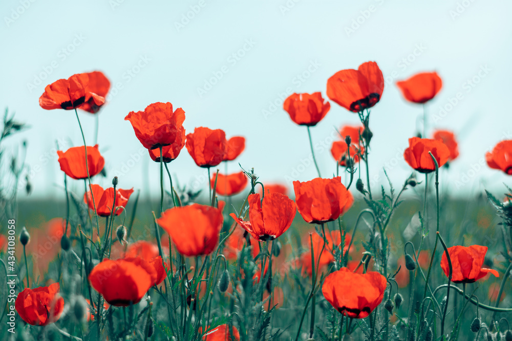 poppy field bottom view summer concept poppy field bottom view summer concept