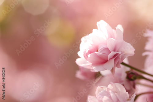 Beautiful pink sakura blossom on blurred background, closeup. Space for text © New Africa