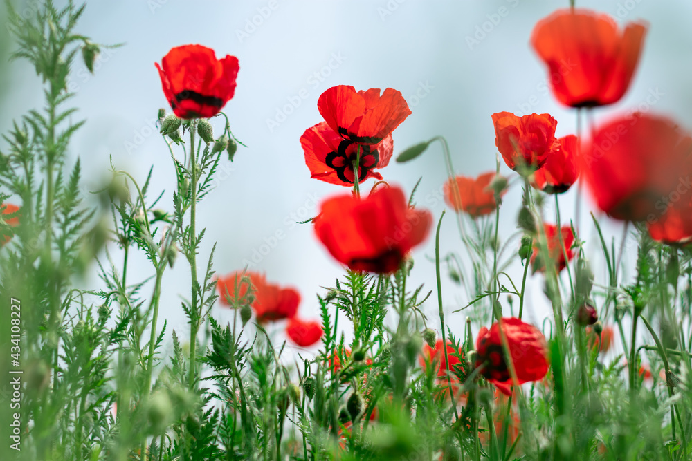 Naklejka premium poppy field bottom view summer concept