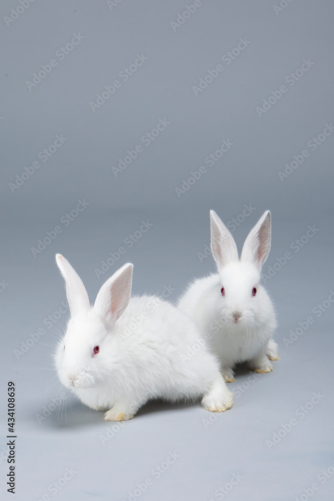 Obraz premium White rabbit on grey background