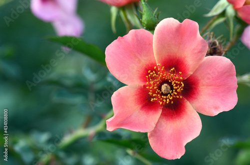 Pink and red flower of the single rose variety Bright as a Button. A Floribunda type of cluster rose that is hardy, disease resistant, vigorous and continuous flowering. 