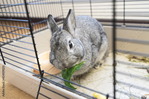Grey rabbit eat green leaves and sitting in a cage, close-up of rabbit muzzle, natural light, farming. bunny domestic anima, home pet