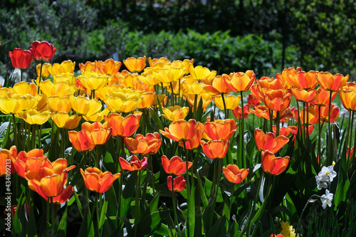 tulipany wiosna dzia  ka ogr  d kwiaty6