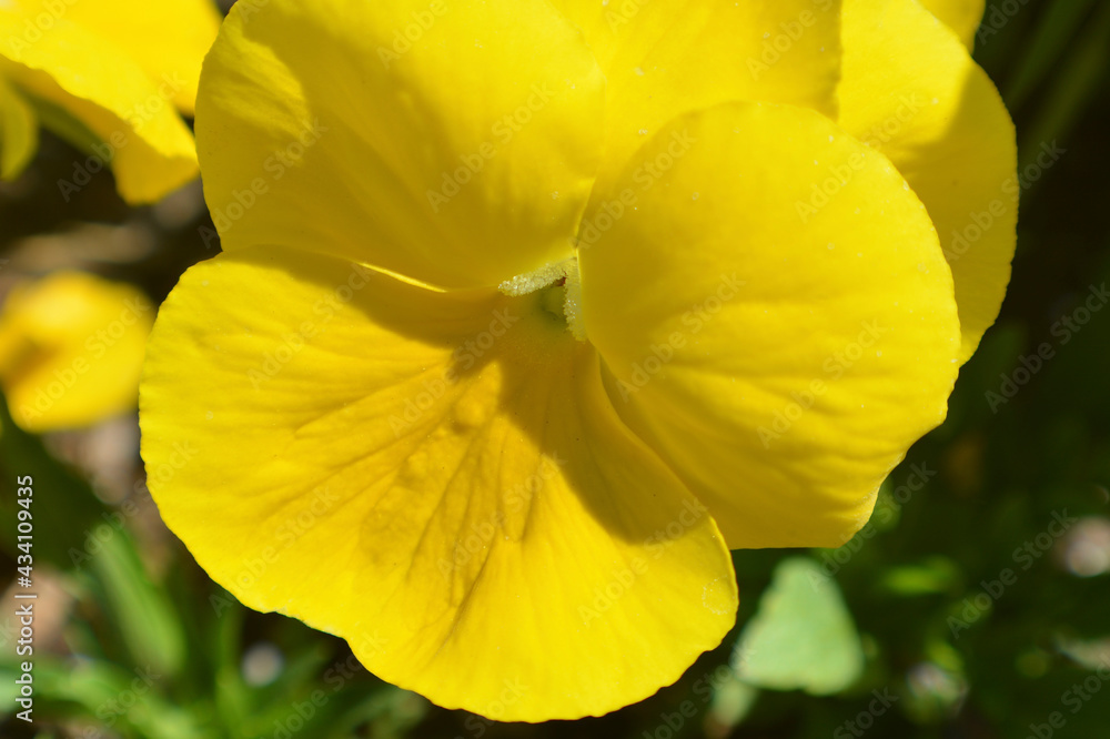 Obraz premium Yellow Pansy