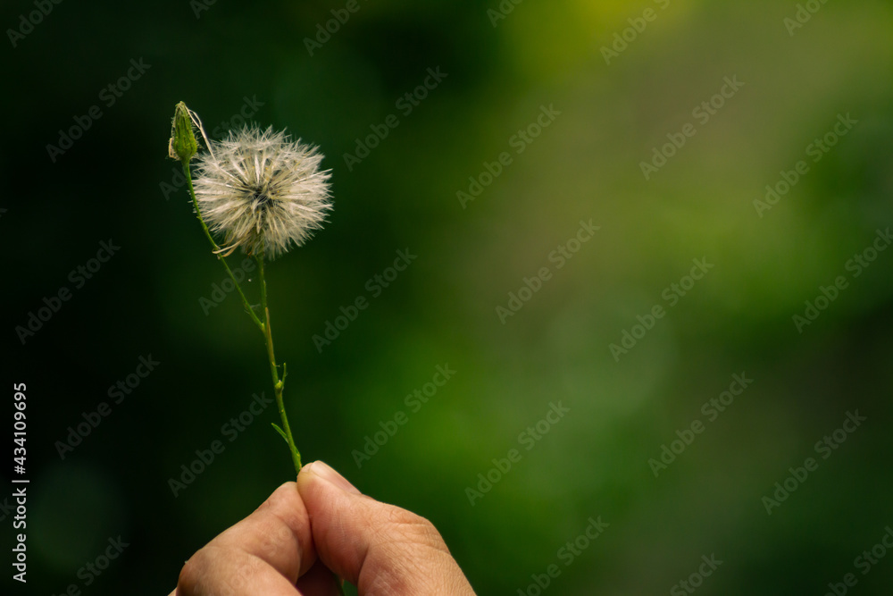 Fototapeta premium Small bunch of flying seeds. Seeds that are scattered with the wind.