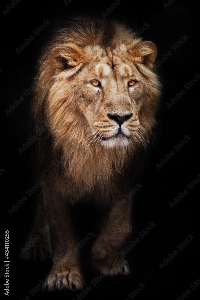 Calm look of a maned male lion coming out of the dark with glowing orange eyes, black background