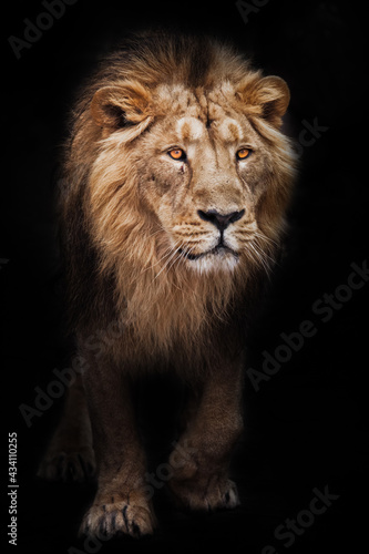 Calm look of a maned male lion coming out of the dark with glowing orange eyes, black background