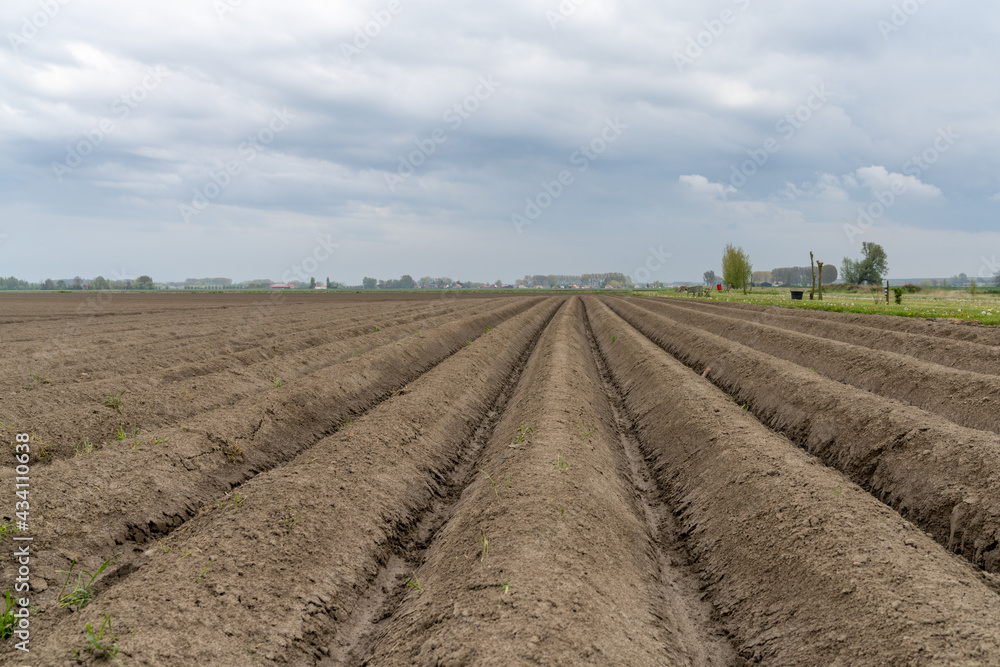low angle close up view of a freshly plowed and planted farm field with healthy brown earth