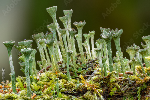 Rare cladonia pyxidata lichen (symbiotic mushroom & algae) growing on a mossy fallen tree on a warm spring morning in the forest photo