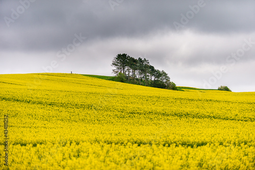 Danish rapeseed field with yellow flowers