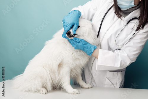 Fototapeta Naklejka Na Ścianę i Meble -  Veterinary checks the teeth dog on the table in vet clinic, pet care concept
