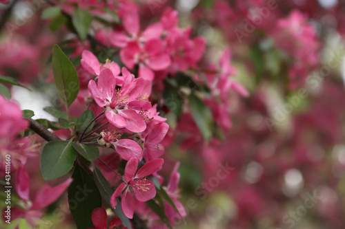 Beautiful cherry tree with pink blossoms outdoors, closeup and space for text. Spring season