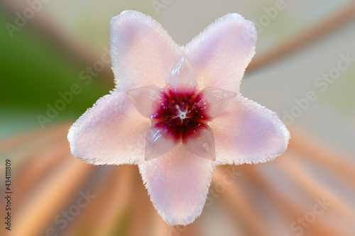 Close-up of the five star-shaped petals of a single hoya flower (waxplant, waxvine, waxflower) photo