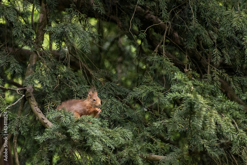 red squirrel on a tree eating a nut © Marco
