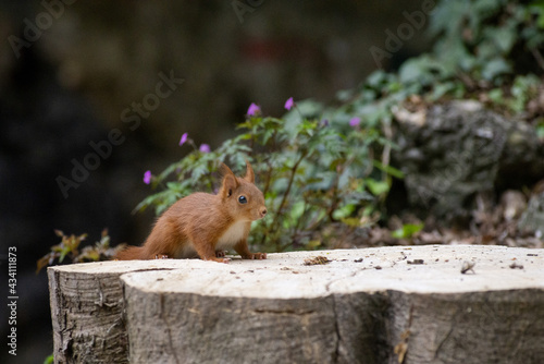 squirrel on a tree