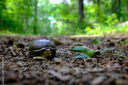 Eastern mud turtle (Kinosternon subrubrum) from a low angle with sunlit and out of focus forest in background photo