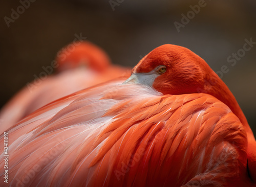 Flamingo in profile with beak hidden in plummage. Eye contact with camera.(phoenicopterus sp)