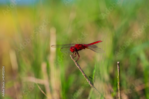 Red dragonfly © chitsanupong