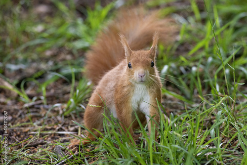 red squirrel on the grass looking at a possible predator