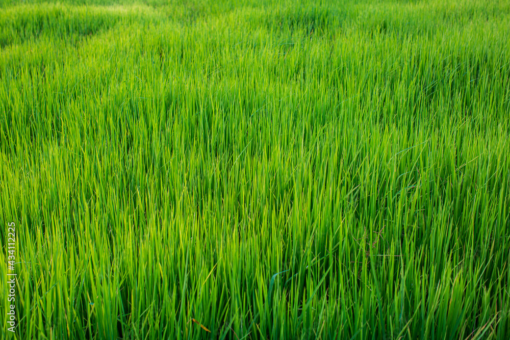 Rice green seedlings